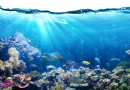 Salzwasser-Aquarienfische für Anfänger 