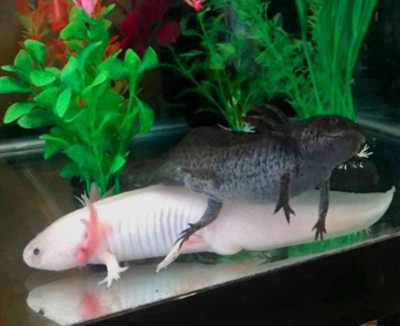 Können Sie einen männlichen und einen weiblichen Axolotl im selben Tank halten? 
