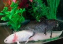 Können Sie einen männlichen und einen weiblichen Axolotl im selben Tank halten? 