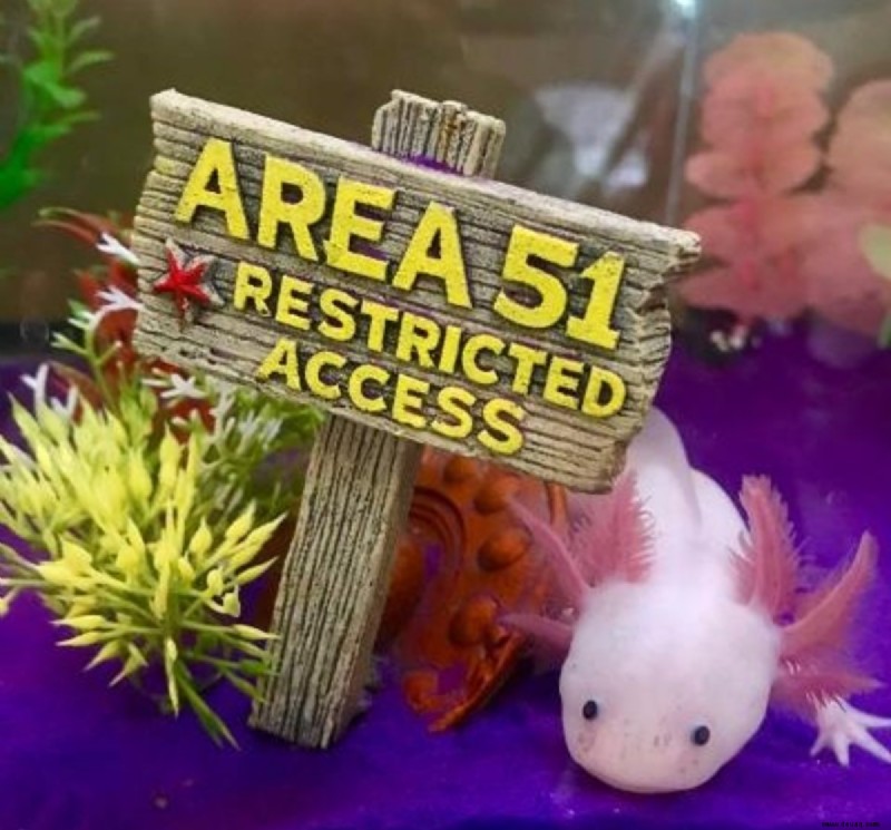 Können Sie einen männlichen und einen weiblichen Axolotl im selben Tank halten? 