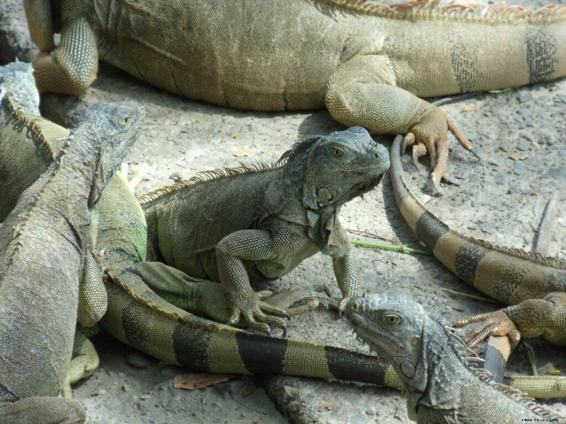 Schwanzprobleme bei Grünen Leguanen 