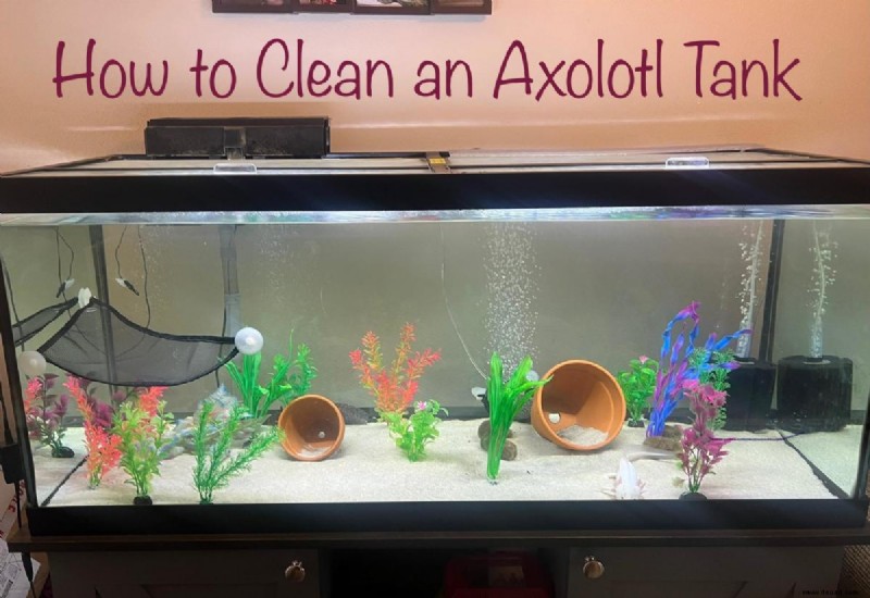 So reinigen Sie einen Axolotl-Tank (der einfache Weg) 