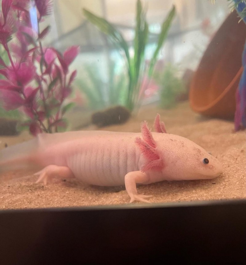 So reinigen Sie einen Axolotl-Tank (der einfache Weg) 