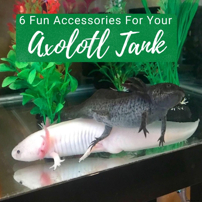 6 lustige Accessoires für einen Axolotl-Panzer 