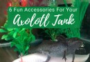 6 lustige Accessoires für einen Axolotl-Panzer 