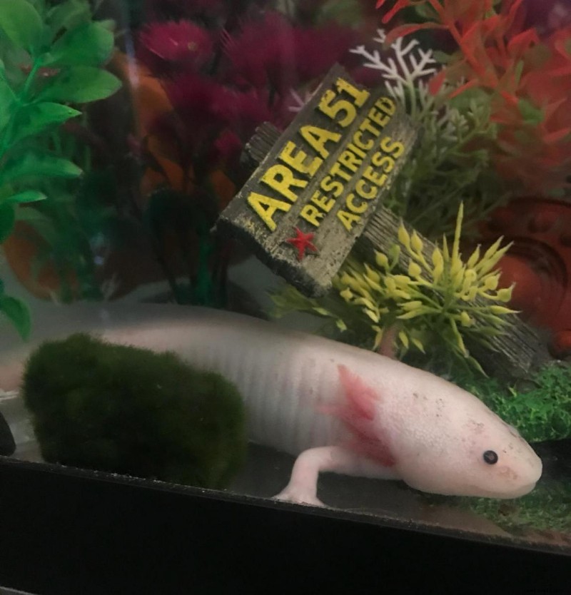 6 lustige Accessoires für einen Axolotl-Panzer 