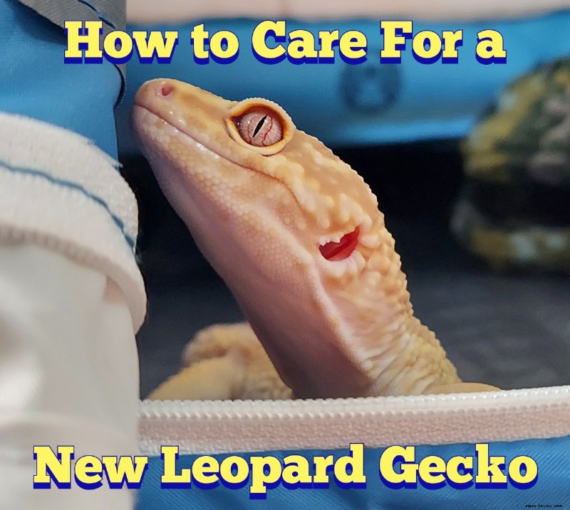 Wie man sich um einen neuen Leopardgecko kümmert 