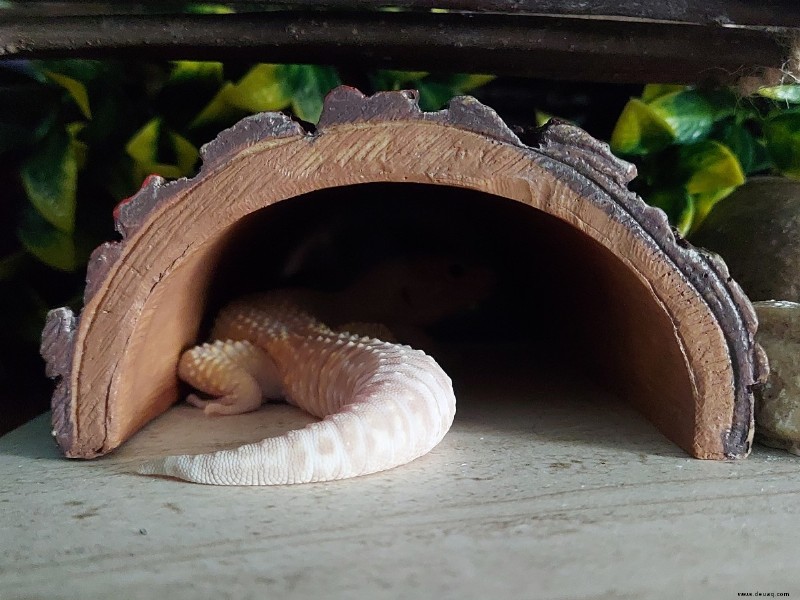 Wie man sich um einen neuen Leopardgecko kümmert 