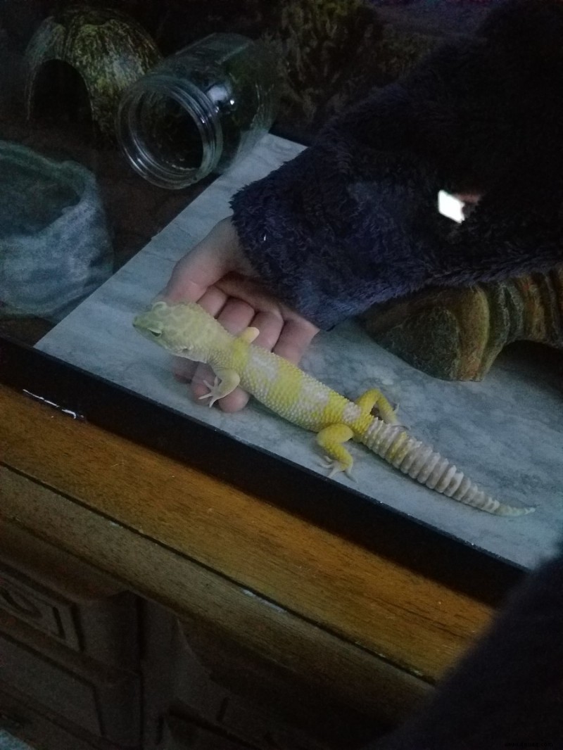 Wie man sich um einen neuen Leopardgecko kümmert 