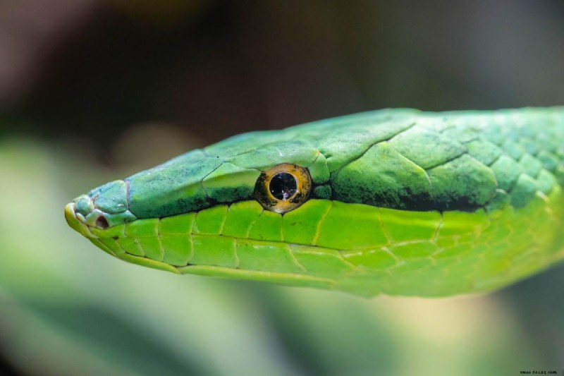 Top 10 Pet Snakes für Anfänger 