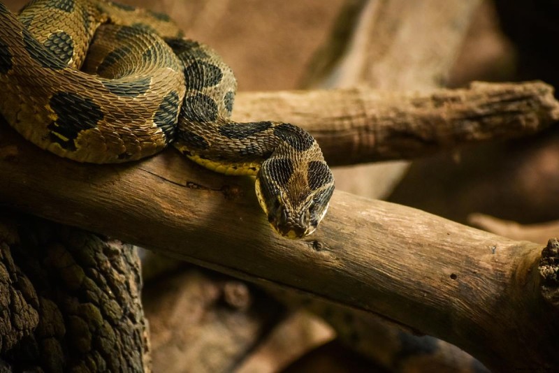Top 10 Pet Snakes für Anfänger 
