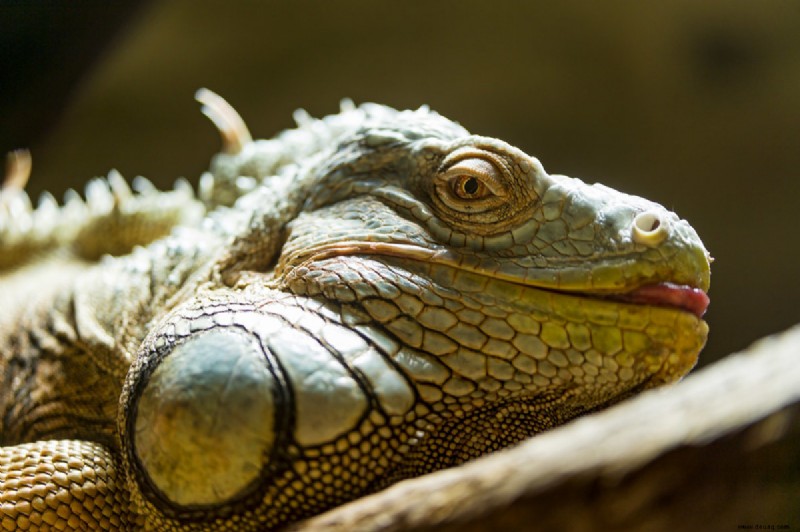 12 Ursachen für plötzlichen Tod bei Leguanen 