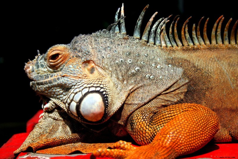 12 Ursachen für plötzlichen Tod bei Leguanen 