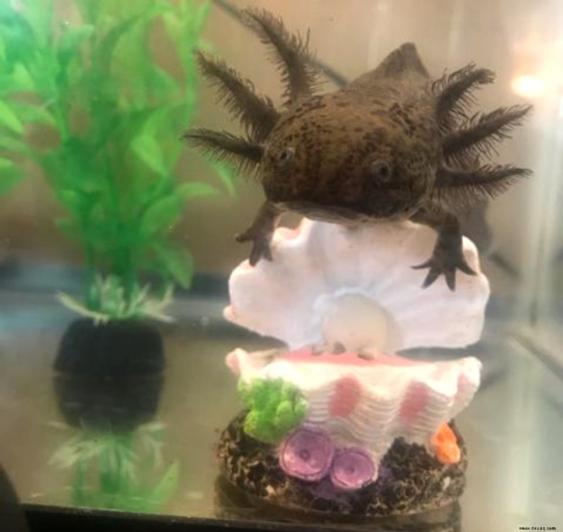 6 lustige Fakten über Axolotl 