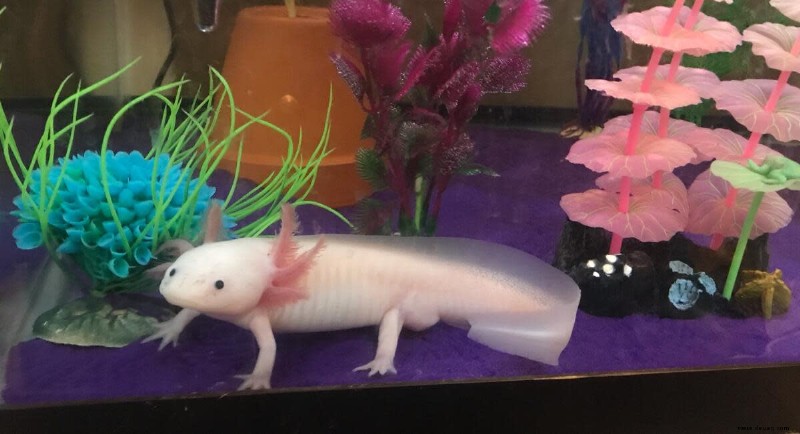 6 lustige Fakten über Axolotl 