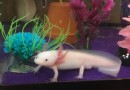 6 lustige Fakten über Axolotl 