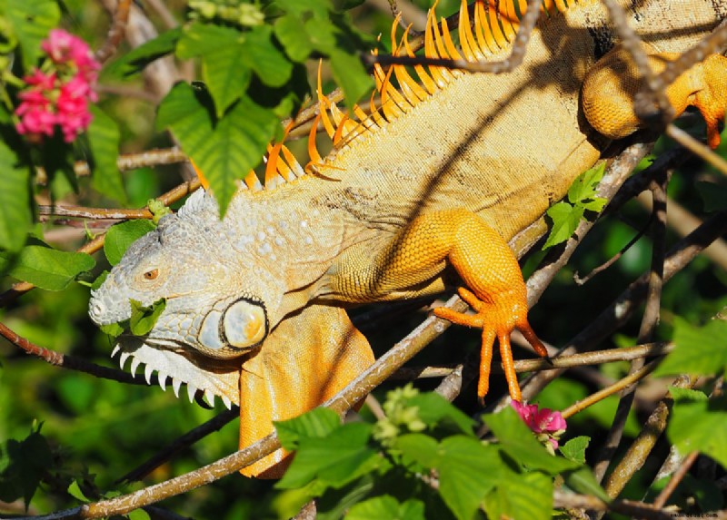 13 vegetarische Haustier-Eidechsen, die weder Insekten noch Fleisch brauchen 