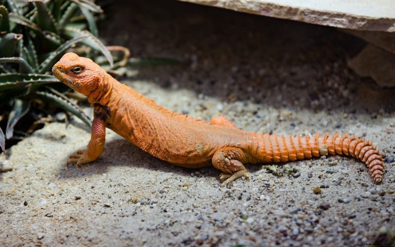 13 vegetarische Haustier-Eidechsen, die weder Insekten noch Fleisch brauchen 