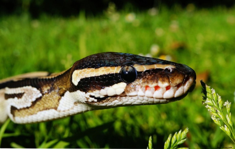 Ball Pythons in the Wild:Lebensraum, Ernährung und Verhalten 