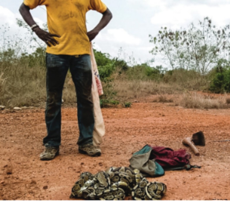 Ball Pythons in the Wild:Lebensraum, Ernährung und Verhalten 