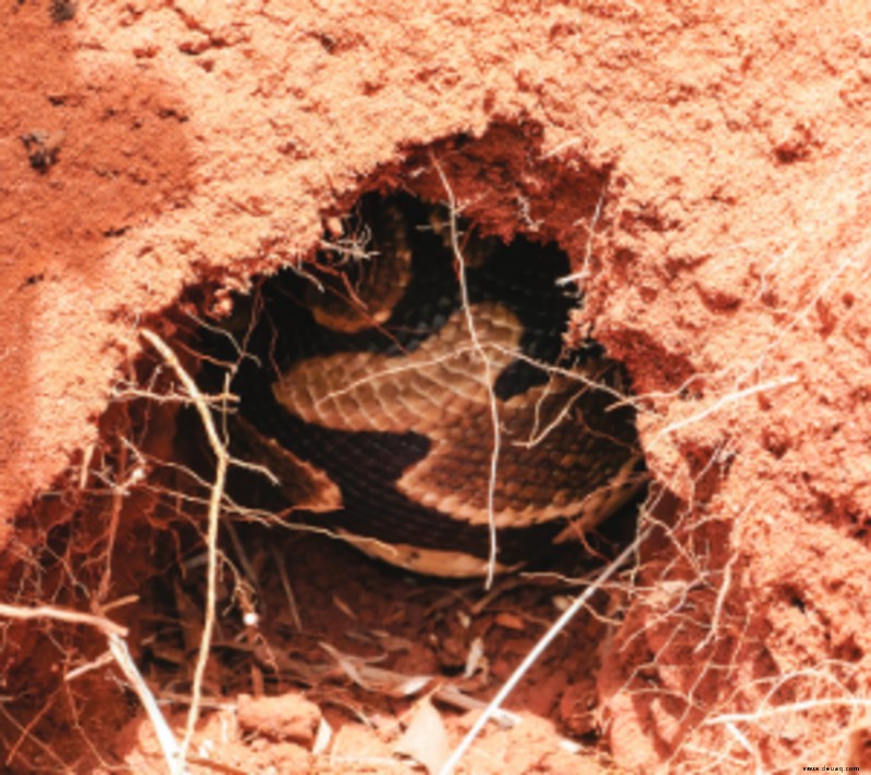 Ball Pythons in the Wild:Lebensraum, Ernährung und Verhalten 