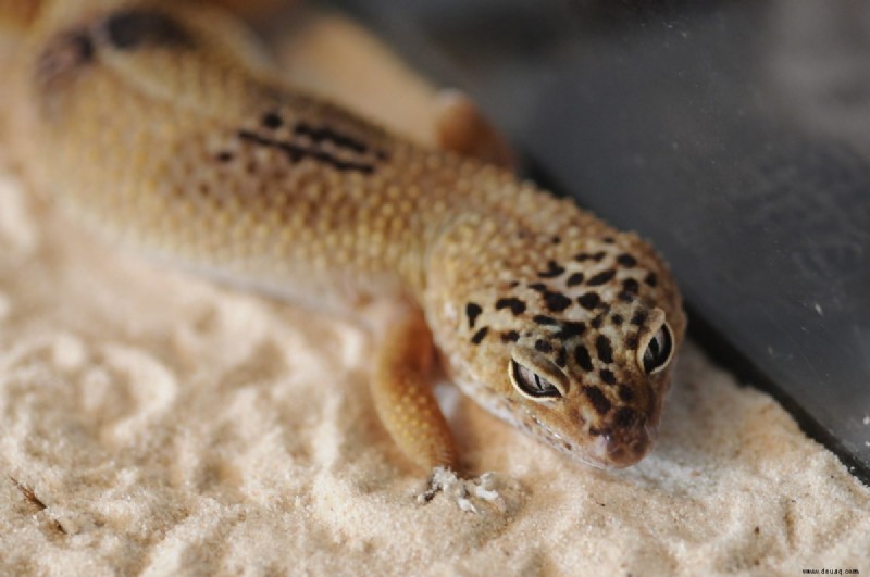 Augenprobleme bei Leopardgeckos:Diagnose, Behandlung und Vorbeugung 