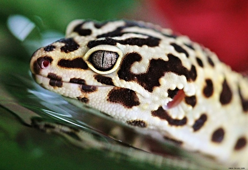 Augenprobleme bei Leopardgeckos:Diagnose, Behandlung und Vorbeugung 
