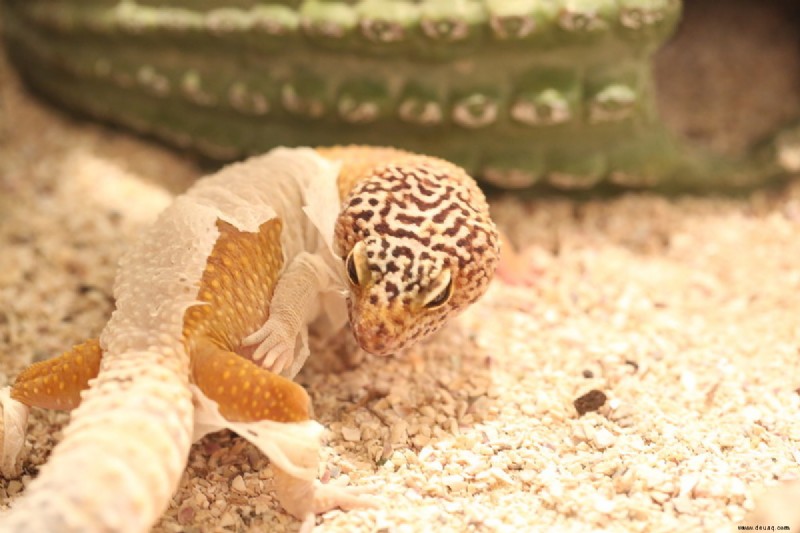 Augenprobleme bei Leopardgeckos:Diagnose, Behandlung und Vorbeugung 