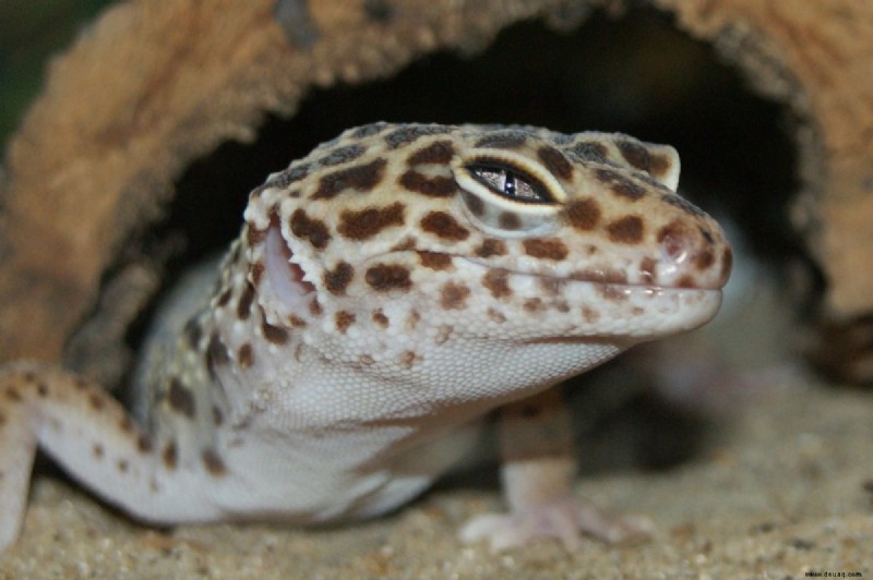 Augenprobleme bei Leopardgeckos:Diagnose, Behandlung und Vorbeugung 