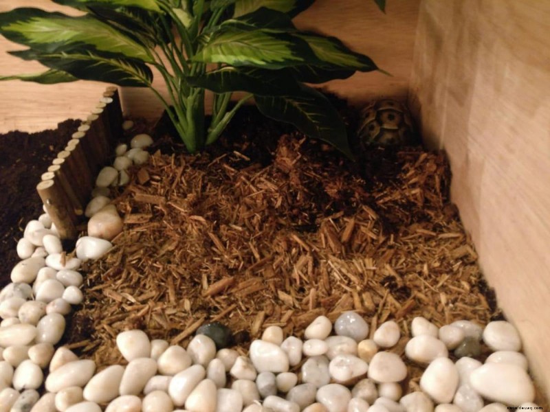 Substrate und sichere Pflanzen für Landschildkrötengehege 