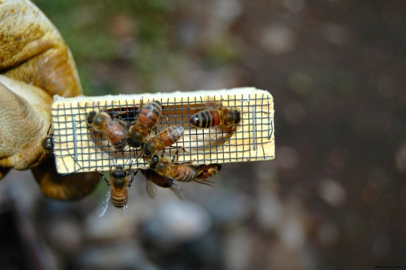 10 lustige bienenbezogene Wörter, die Sie nie kannten – wie man wie ein Imker spricht 