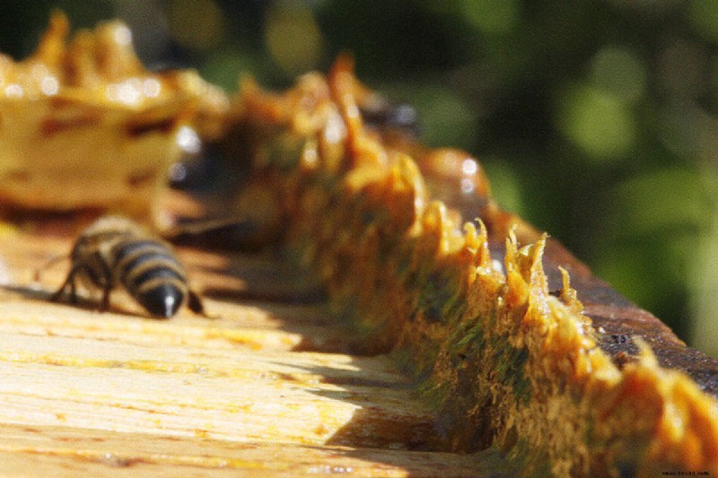 10 lustige bienenbezogene Wörter, die Sie nie kannten – wie man wie ein Imker spricht 