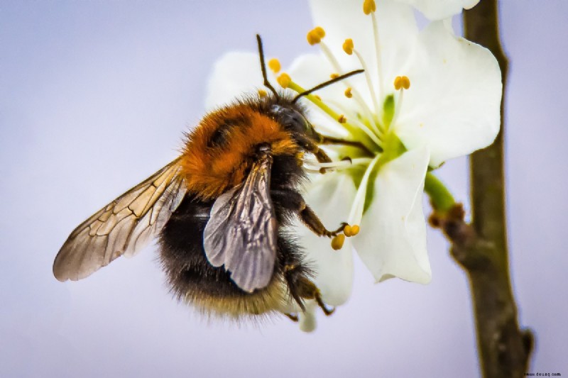 10 lustige bienenbezogene Wörter, die Sie nie kannten – wie man wie ein Imker spricht 