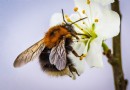 10 lustige bienenbezogene Wörter, die Sie nie kannten – wie man wie ein Imker spricht 