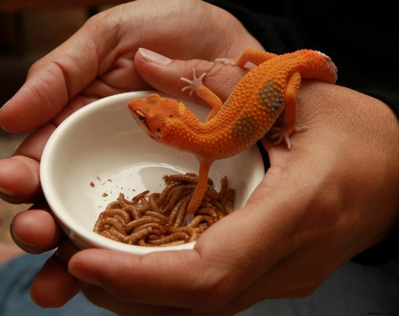 Top 5 seltsame Geschichten und Fakten über Geckos 