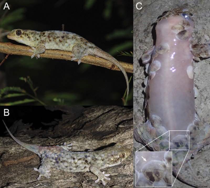 Top 5 seltsame Geschichten und Fakten über Geckos 