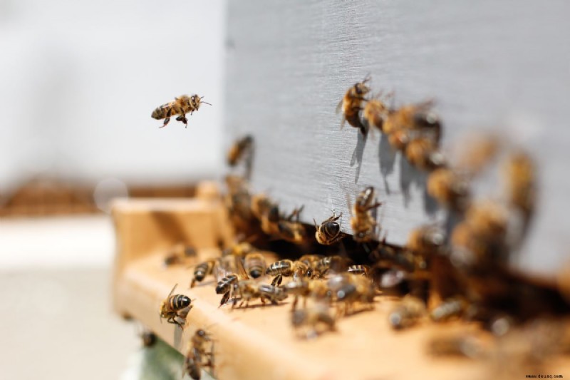 Leitfaden für Imkerei-Anfänger:So richten Sie einen Bienenstock ein 