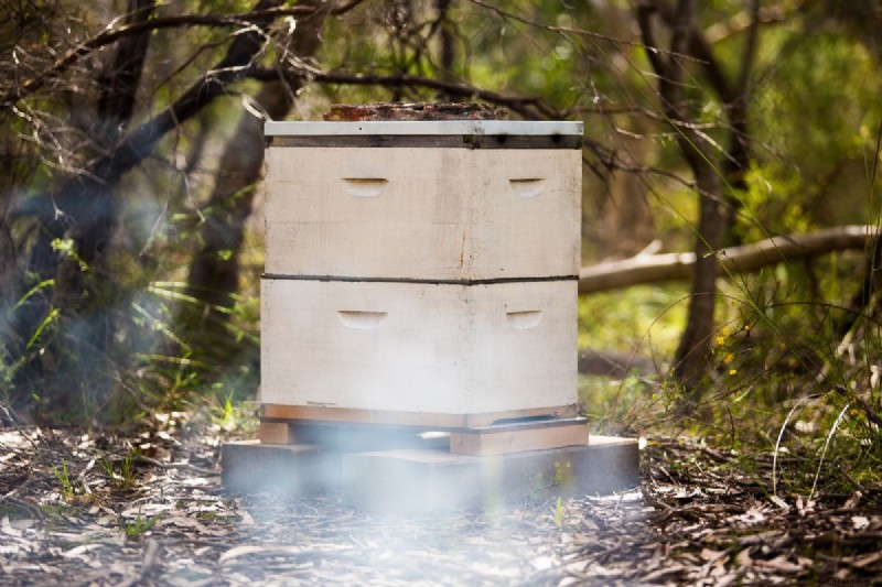 Leitfaden für Imkerei-Anfänger:So richten Sie einen Bienenstock ein 