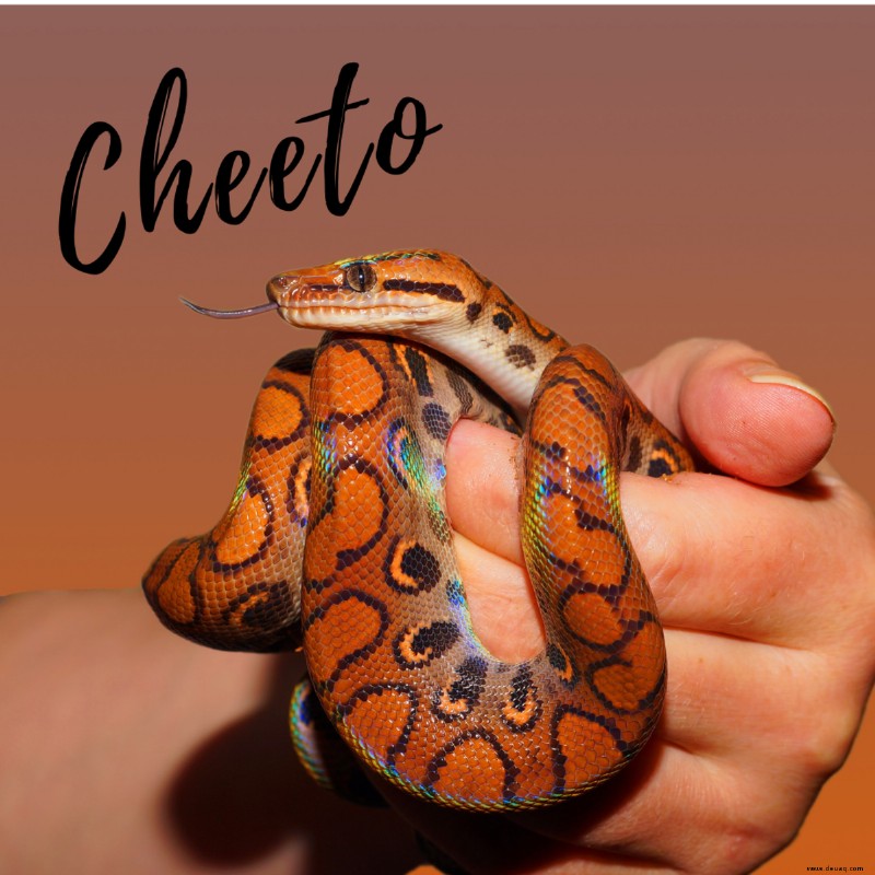 Über 250 lustige, coole, niedliche und knallharte Schlangennamen für Haustiere 