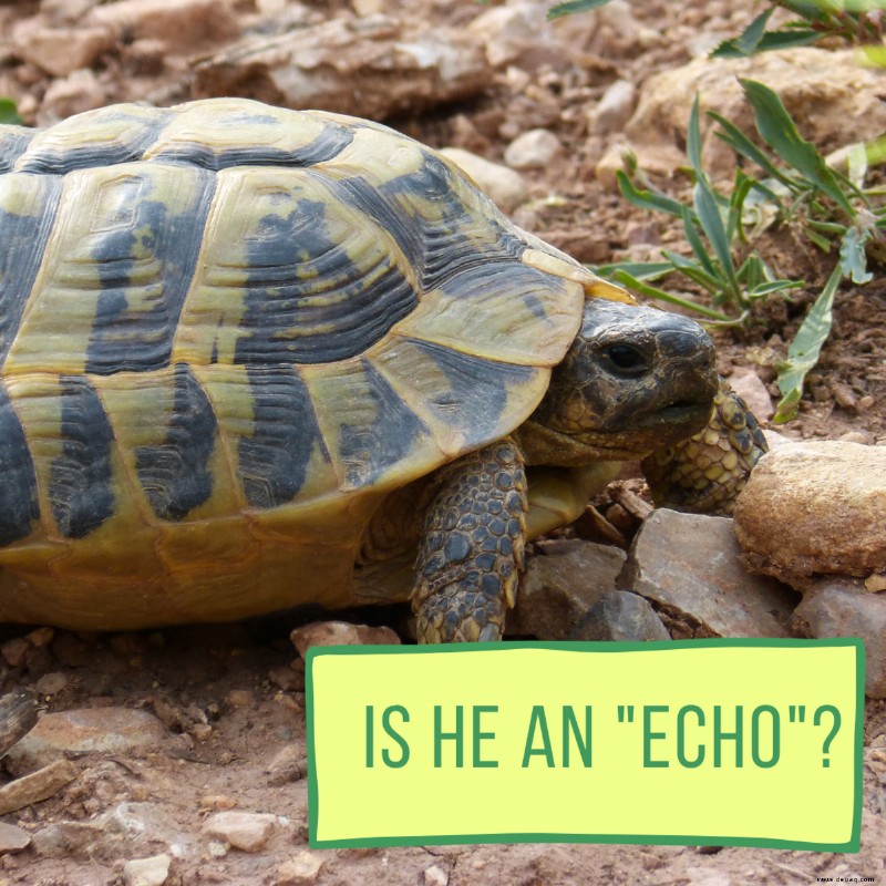 Über 100 lustige und niedliche Schildkrötennamen 