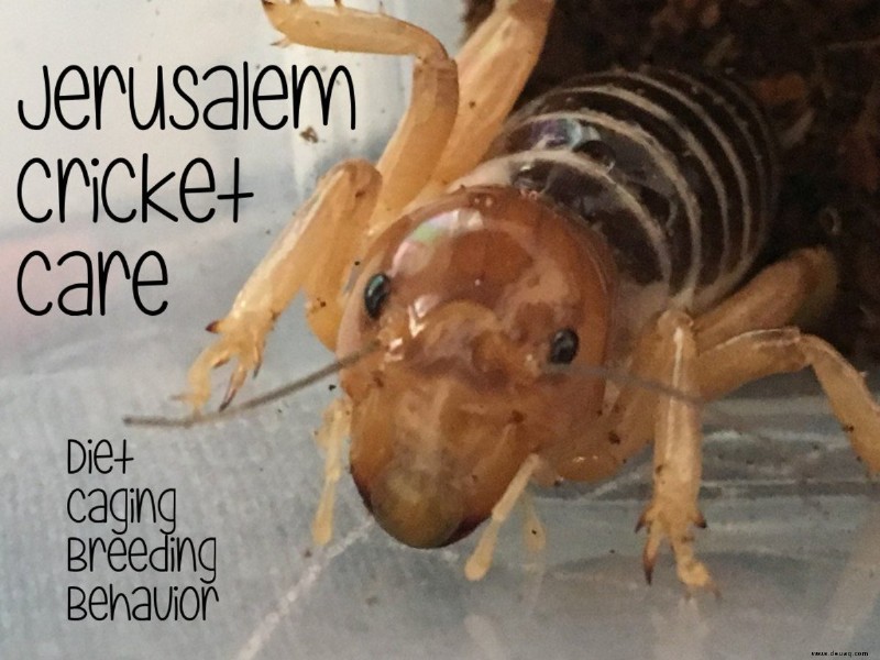 Jerusalem Cricket Pflege, Ernährung und Lebensdauer 