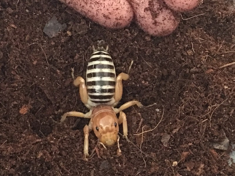 Jerusalem Cricket Pflege, Ernährung und Lebensdauer 