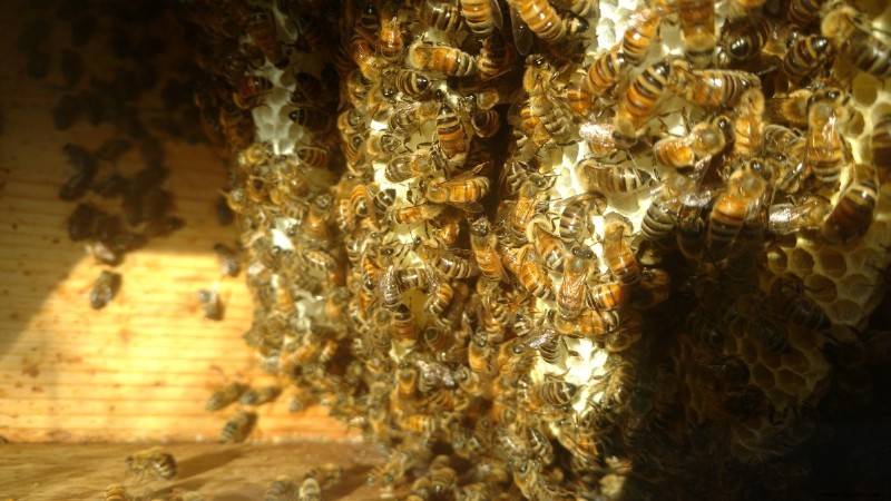 Die 3 Arten von Bienenständen:Langstroths, Warre und Top Bar 