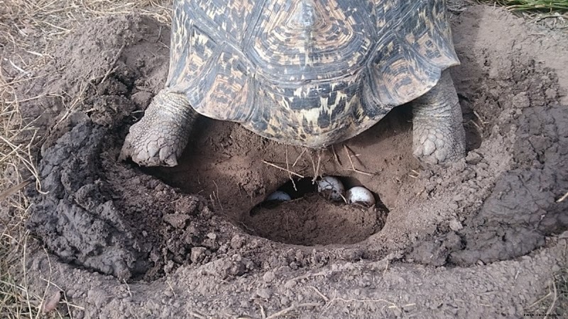 So züchten Sie Ihre Pantherschildkröte 