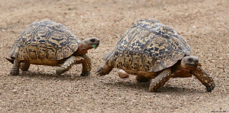 So züchten Sie Ihre Pantherschildkröte 