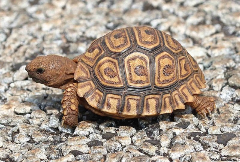 So züchten Sie Ihre Pantherschildkröte 