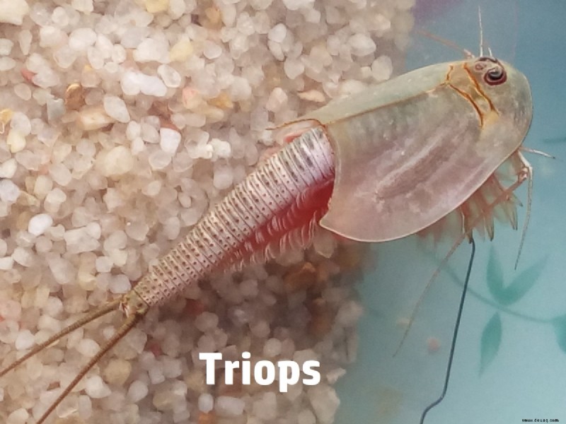 Triops als Haustiere:Aufziehen, Füttern, Züchten, Pflegen und mehr 