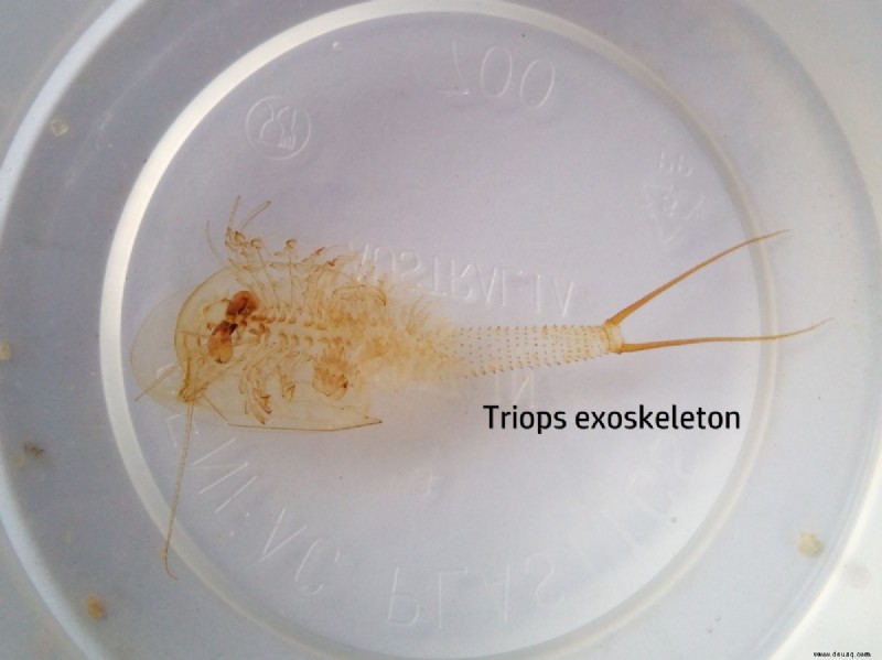 Triops als Haustiere:Aufziehen, Füttern, Züchten, Pflegen und mehr 