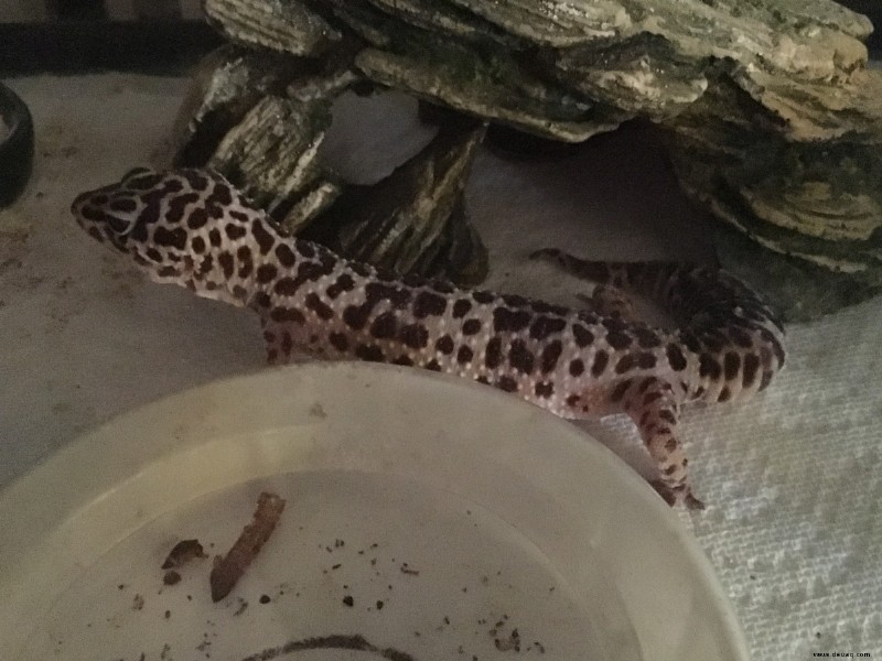 Hilfe! Mein Gecko frisst nicht! 