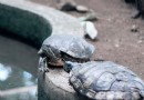 Schildkrötenpflege 101:Wie man sich um eine Schildkröte kümmert 